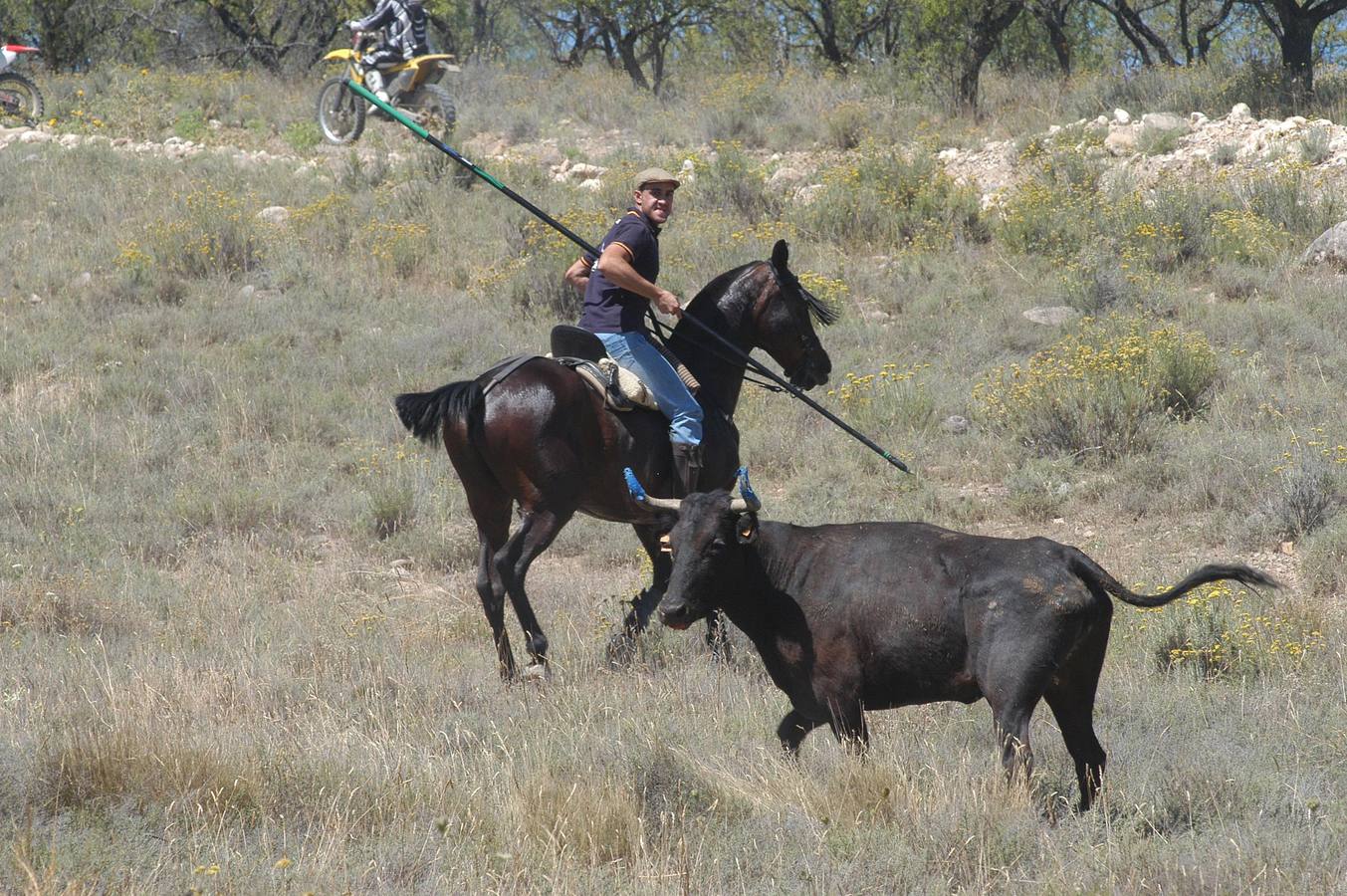 Las vacas toman Valverde (I)