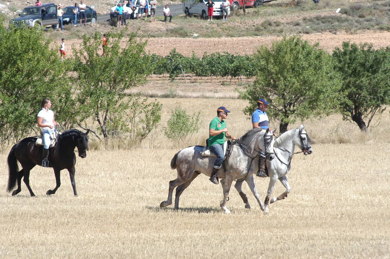 Las vacas toman Valverde (II)