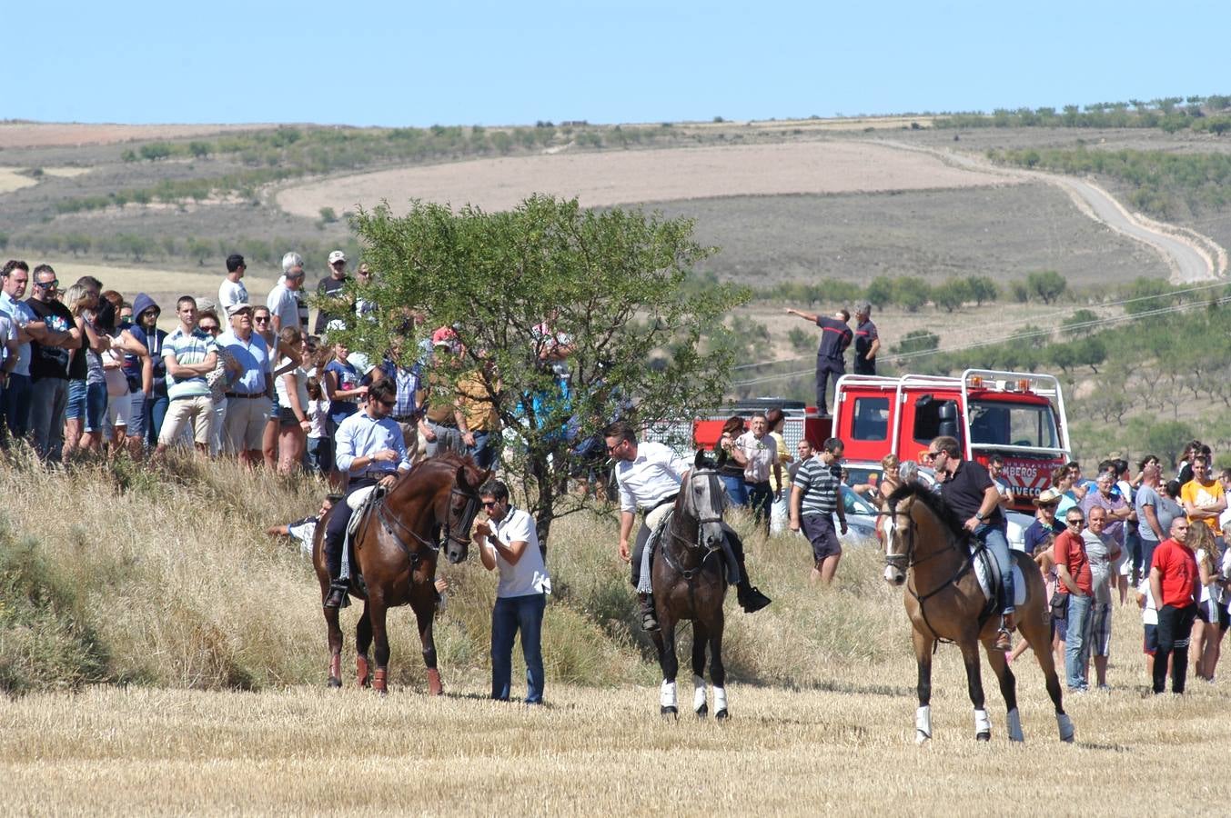 Las vacas toman Valverde (II)