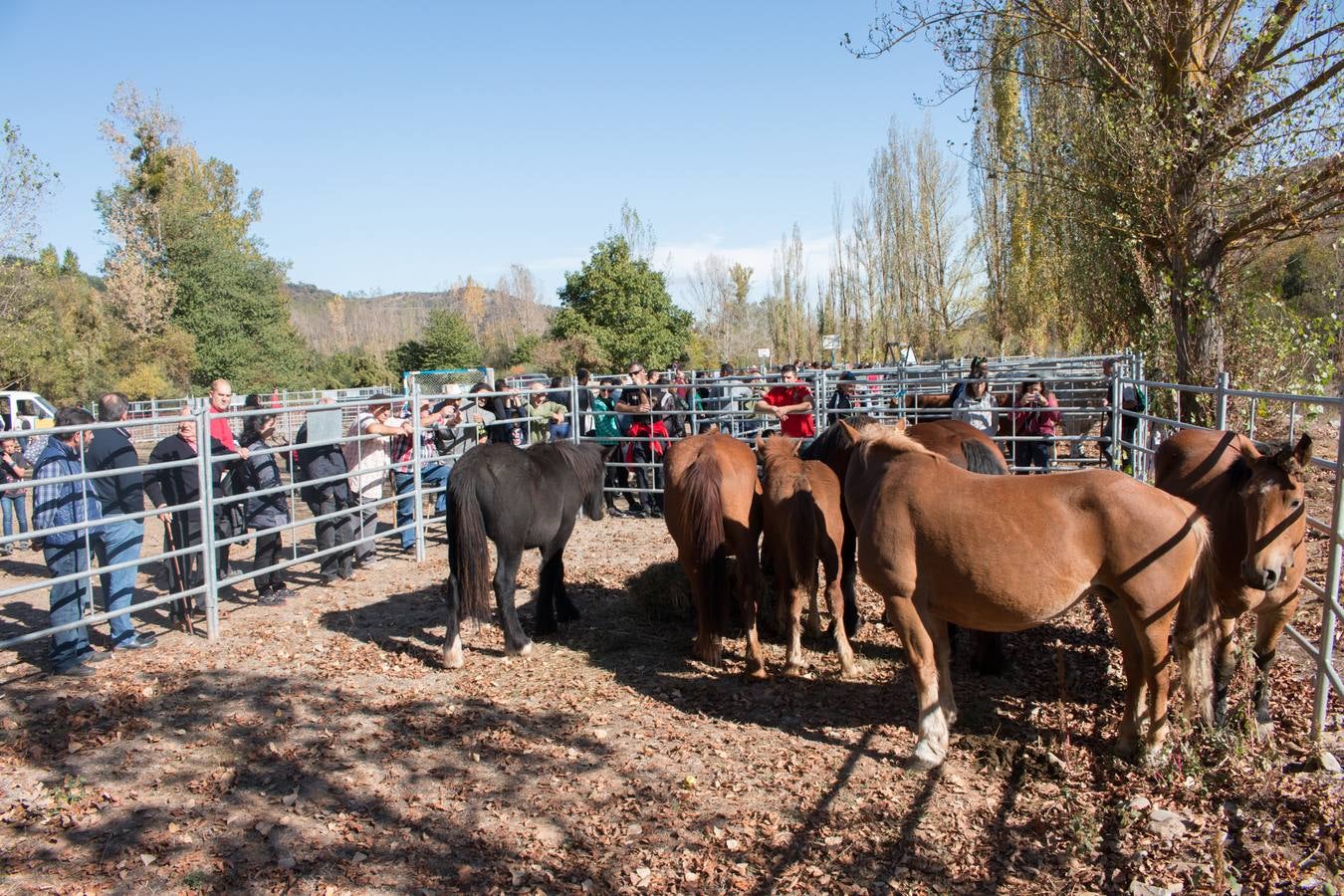 Feria de artesanía y ganadería en Ojacastro