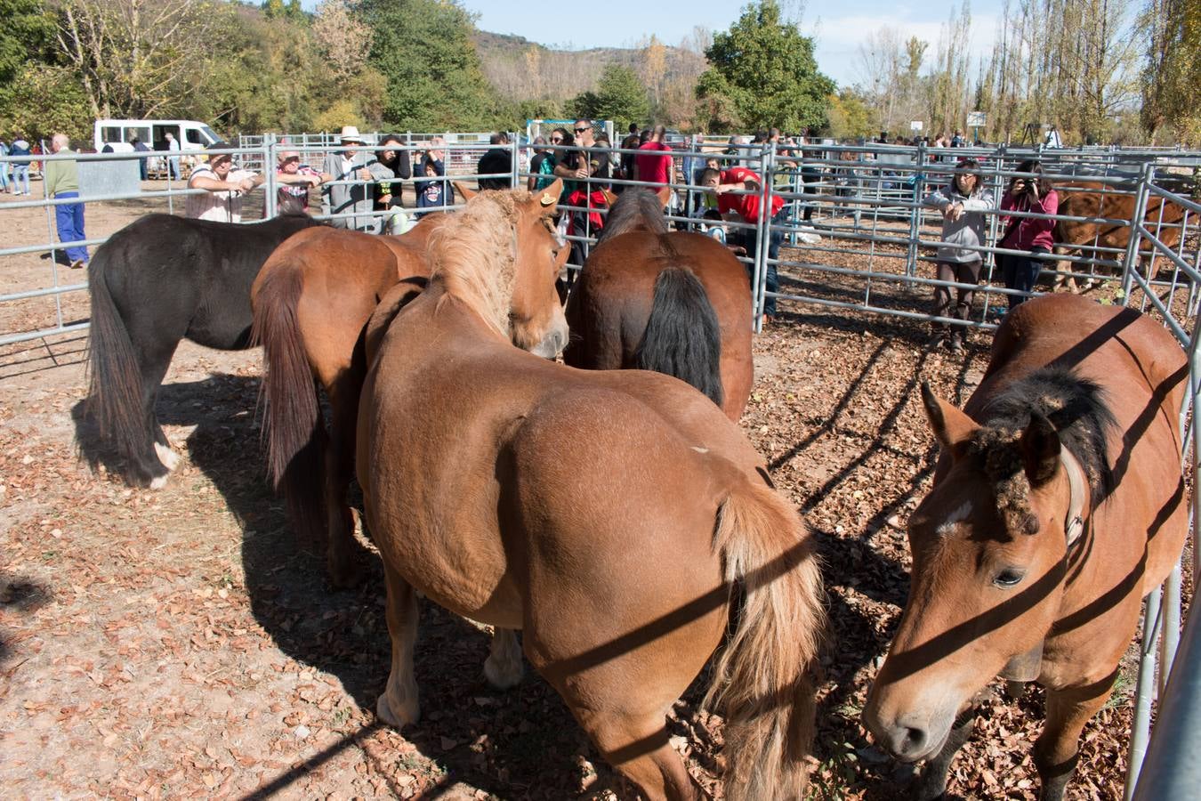 Feria de artesanía y ganadería en Ojacastro