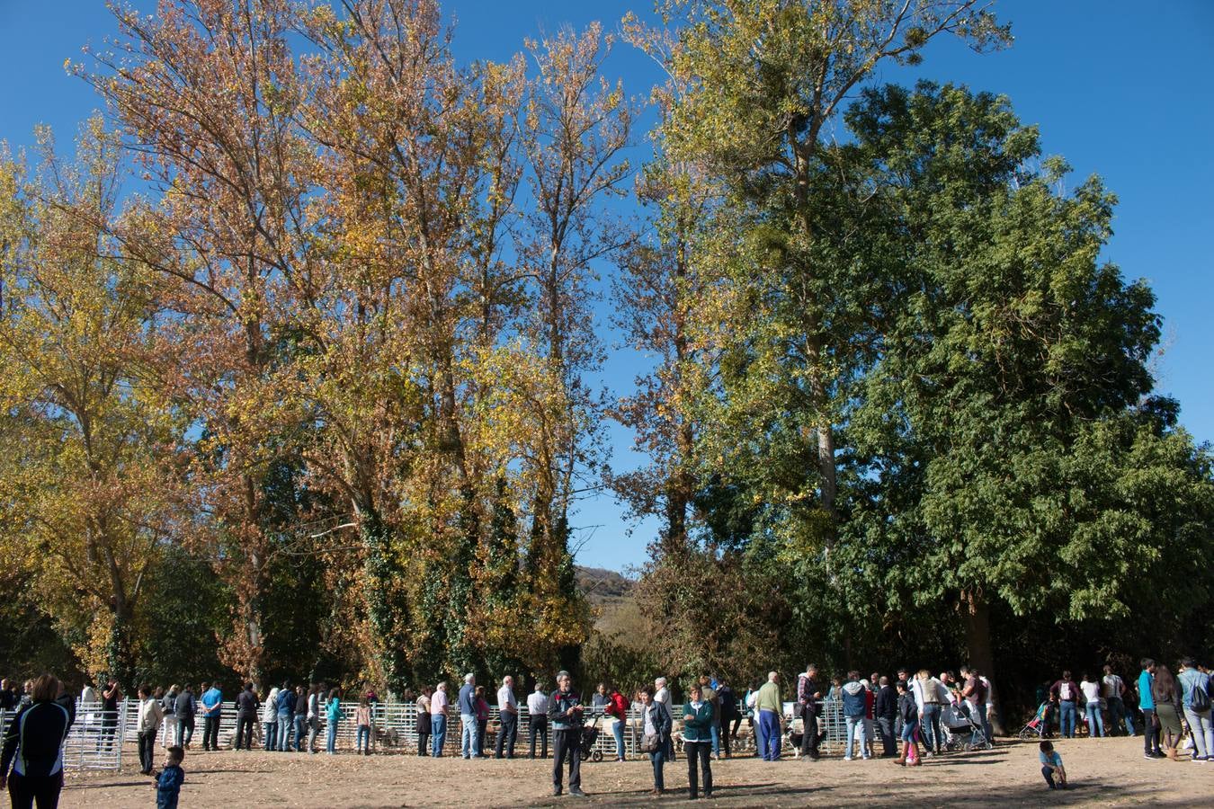 Feria de artesanía y ganadería en Ojacastro