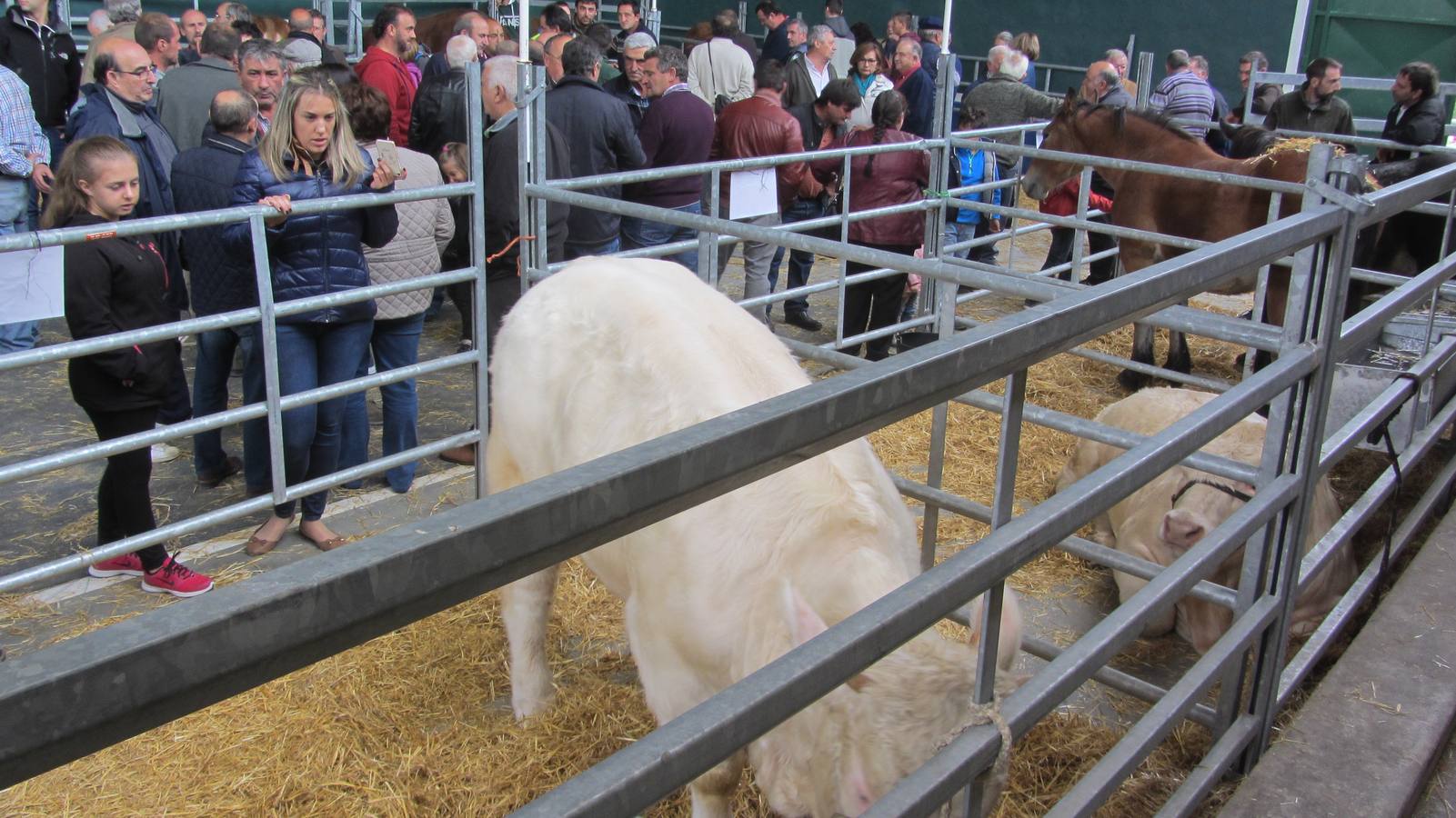 Feria de Ganado Selecto del Camero Nuevo