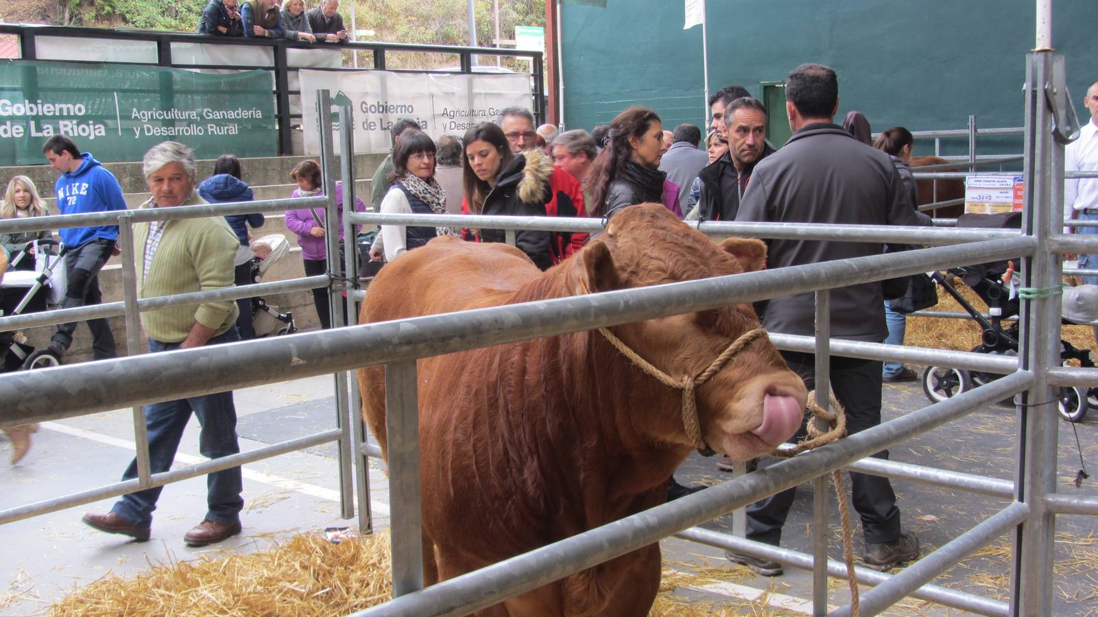 Feria de Ganado Selecto del Camero Nuevo