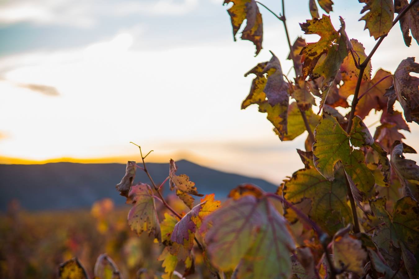 El color del otoño en los viñedos de La Rioja