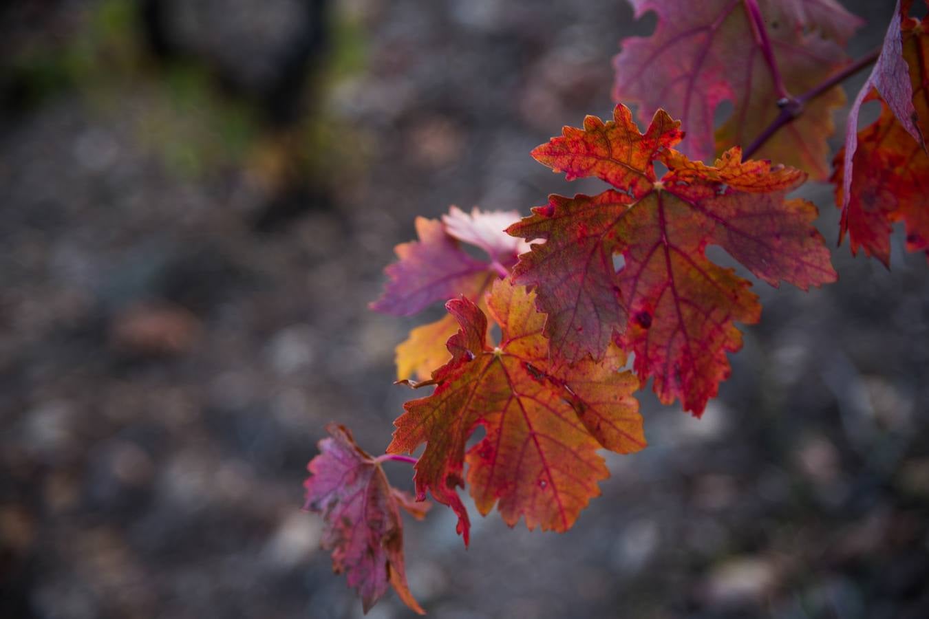 El color del otoño en los viñedos de La Rioja