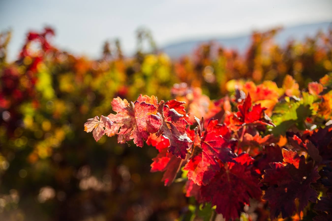El color del otoño en los viñedos de La Rioja