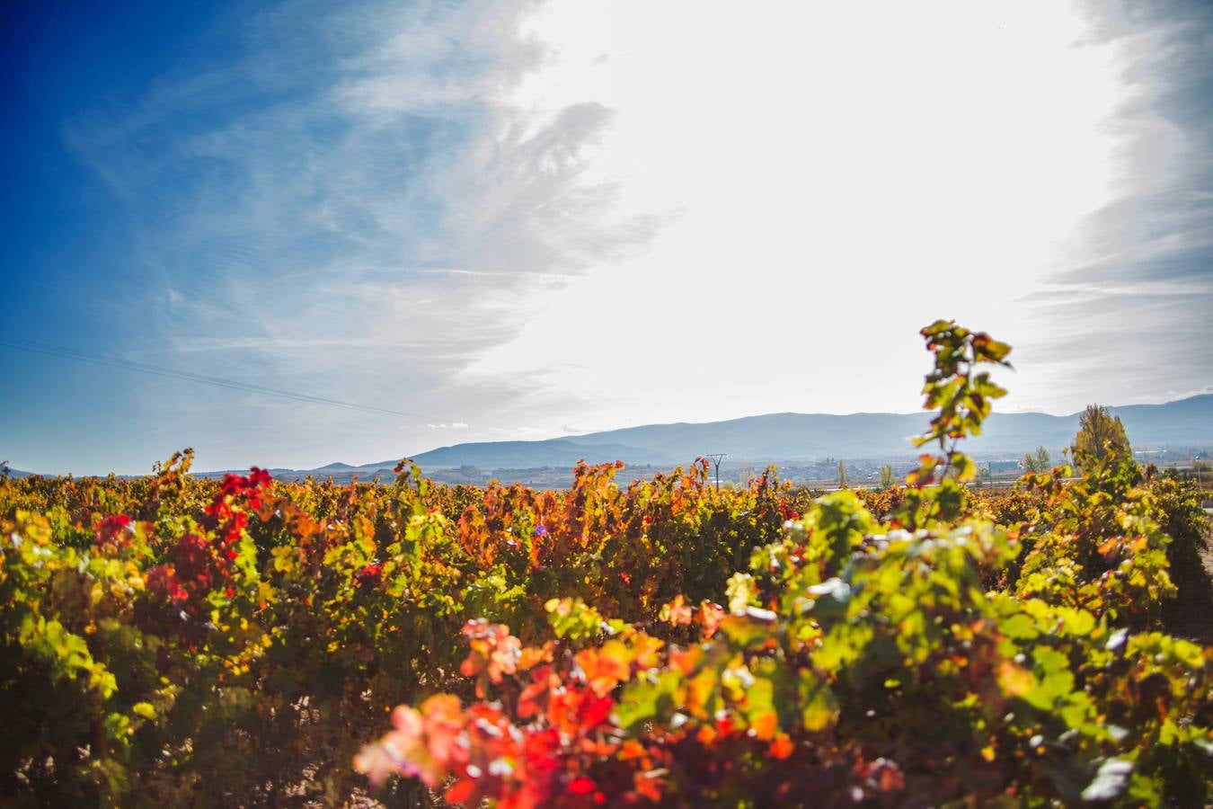 El color del otoño en los viñedos de La Rioja