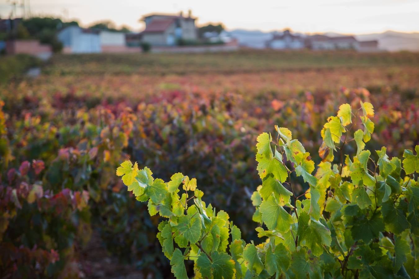 El color del otoño en los viñedos de La Rioja