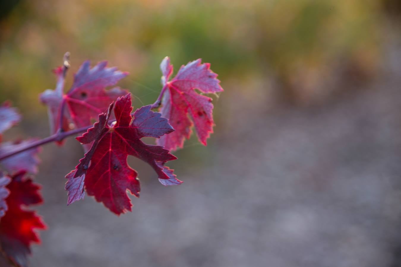El color del otoño en los viñedos de La Rioja