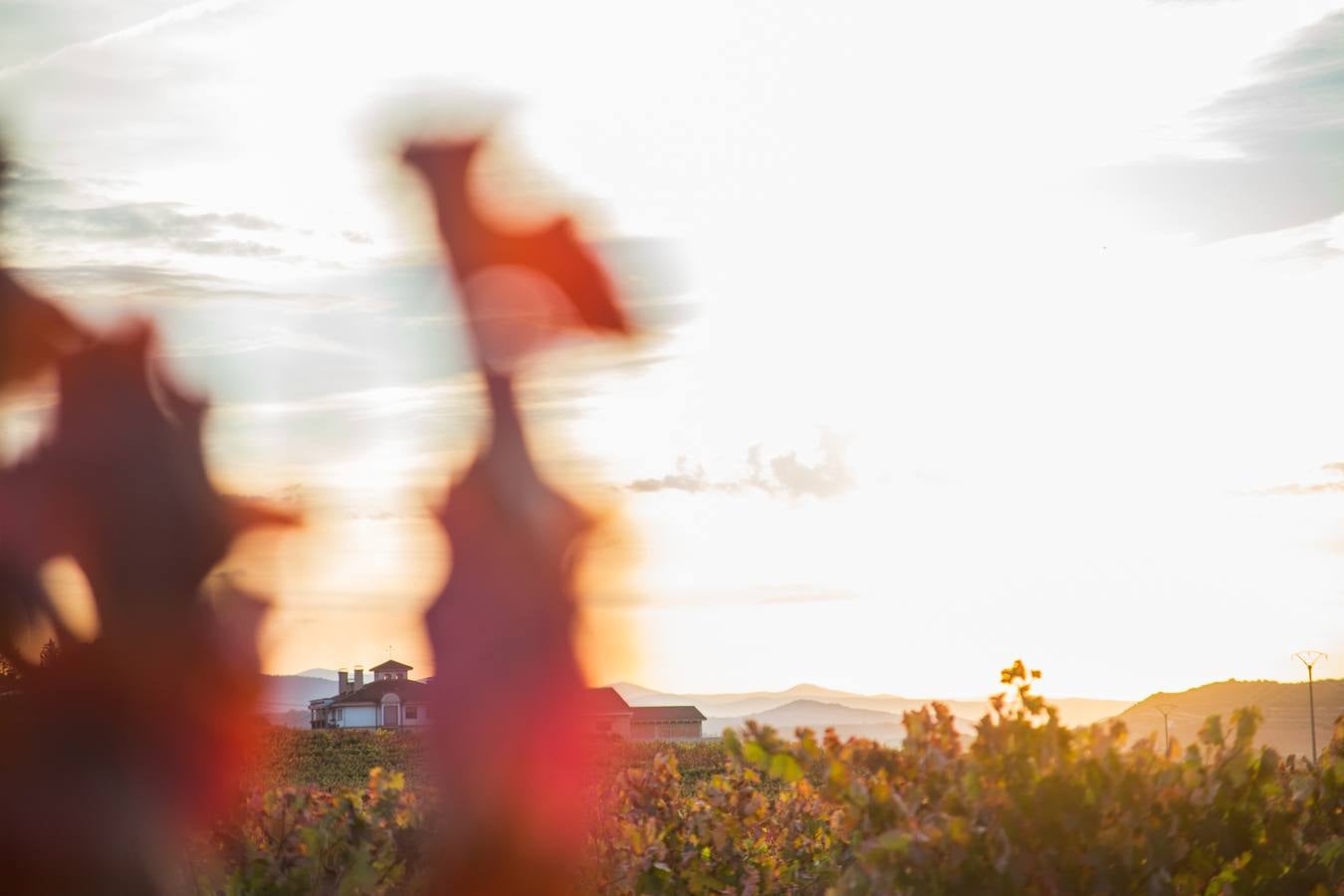 El color del otoño en los viñedos de La Rioja