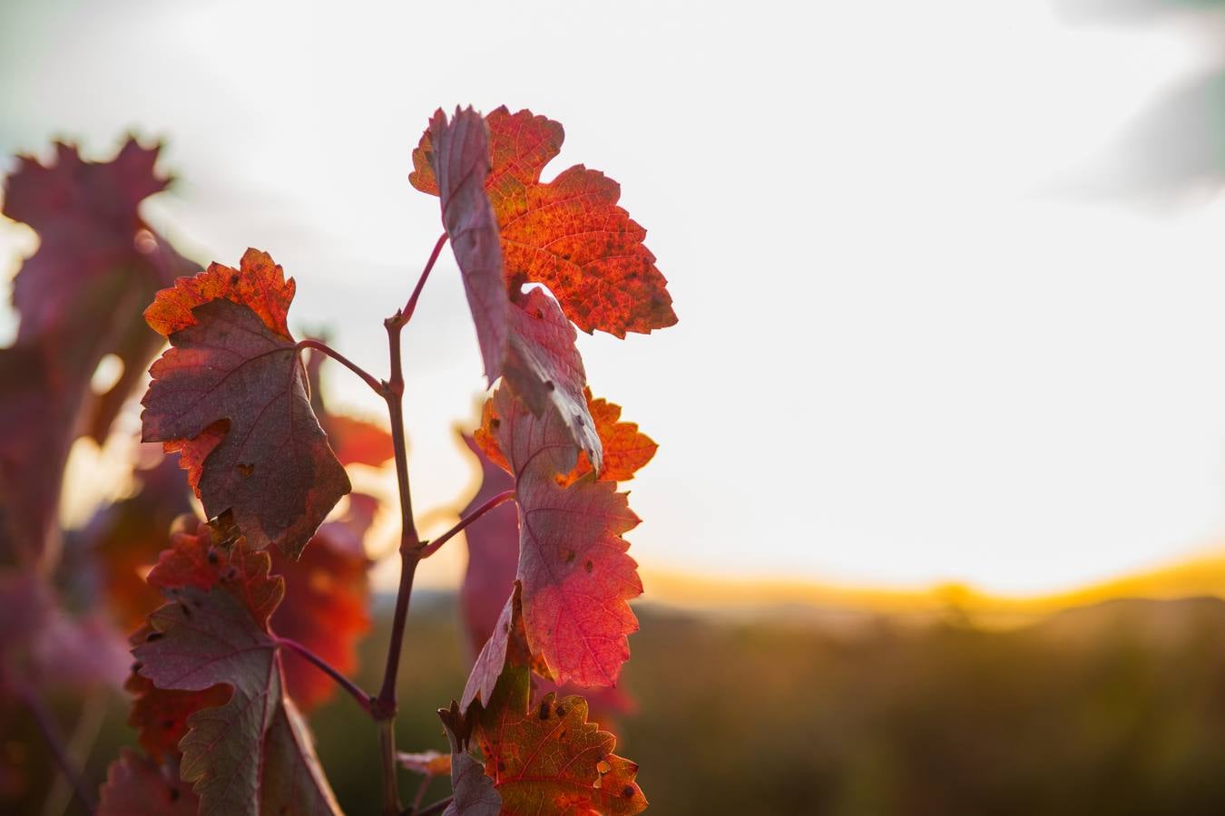 El color del otoño en los viñedos de La Rioja