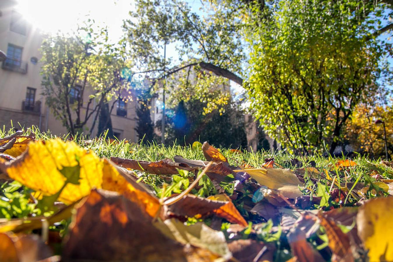 El otoño en Logroño