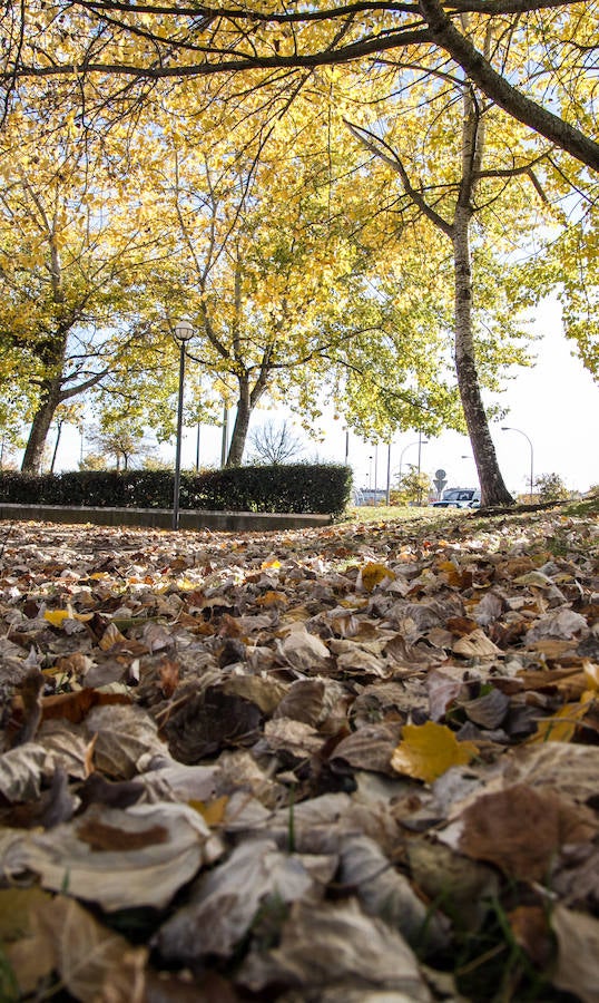 El otoño en Logroño