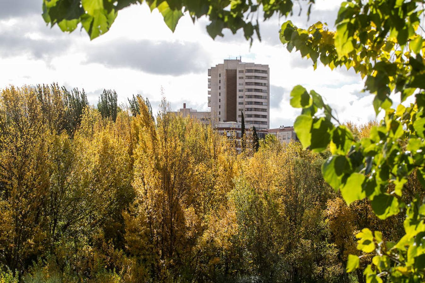 El otoño en Logroño