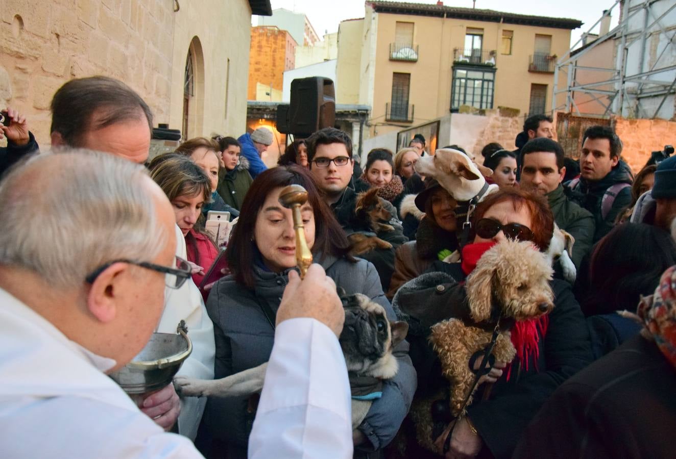 Festividad de San Antón en la Plaza de San Bartolomé de Logroño