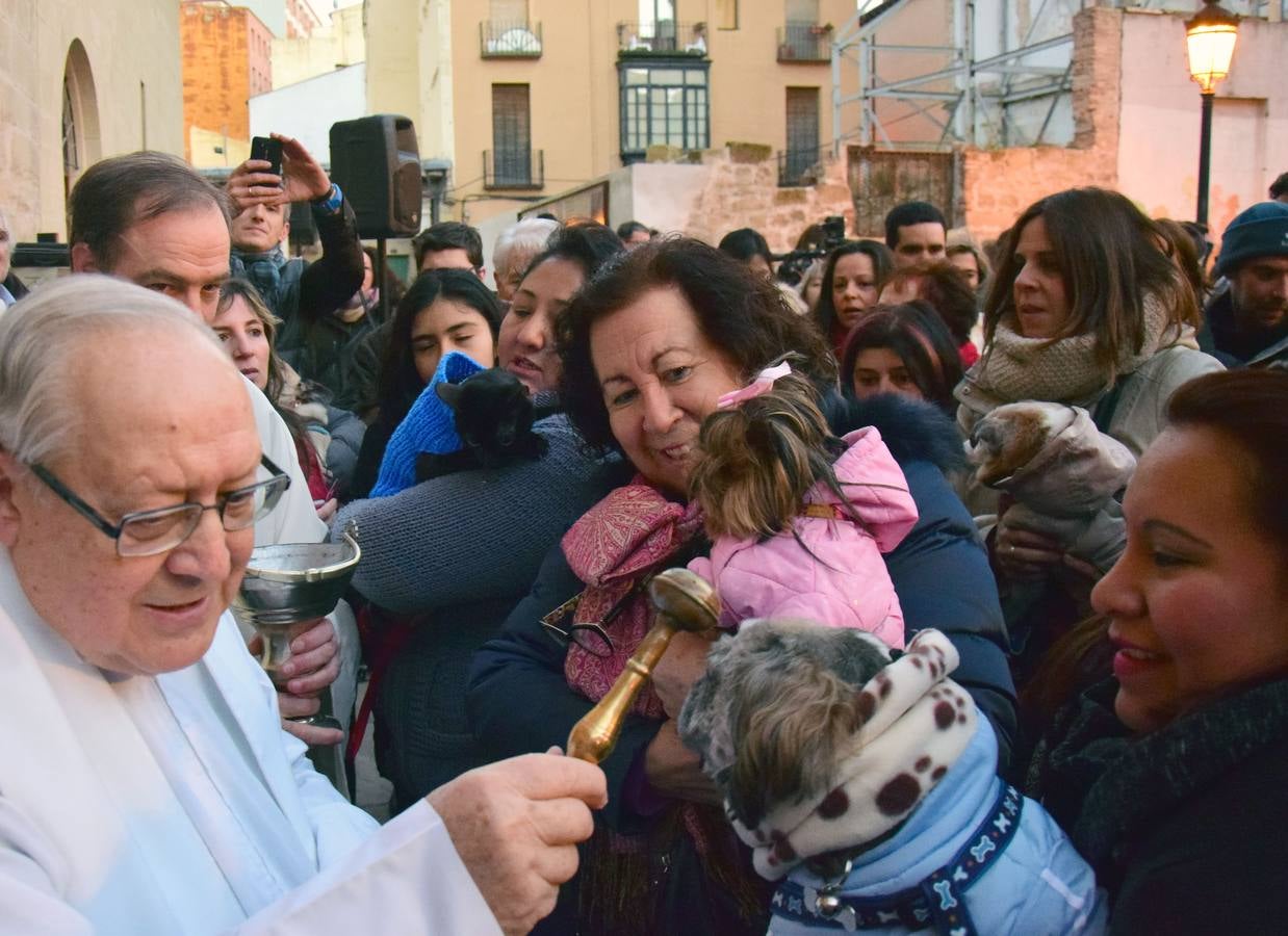 Festividad de San Antón en la Plaza de San Bartolomé de Logroño