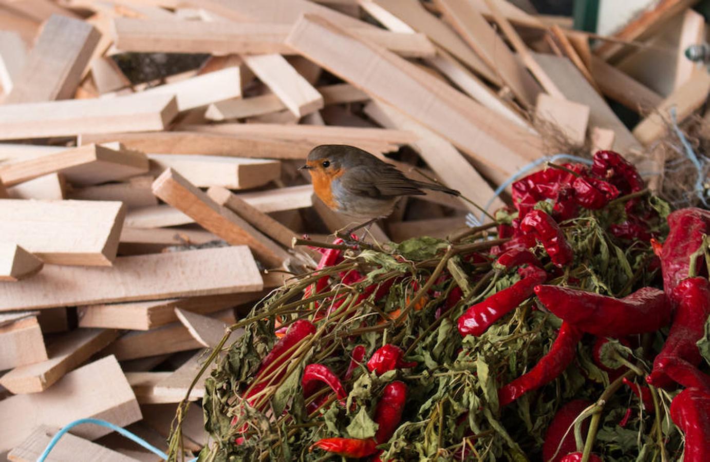 Reparto de habas en Ojacastro