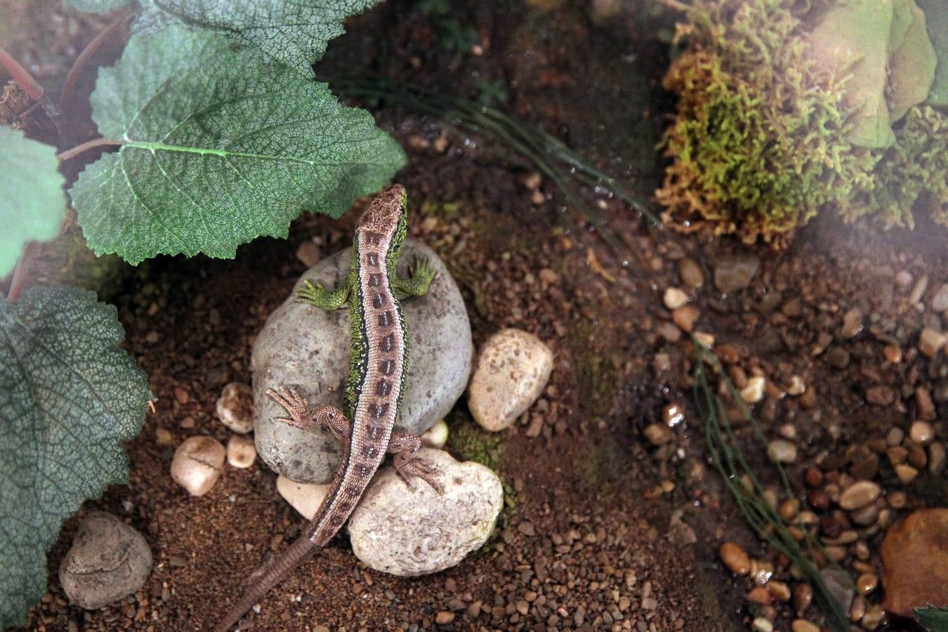 La Casa de las Ciencias expone anfibios y reptiles