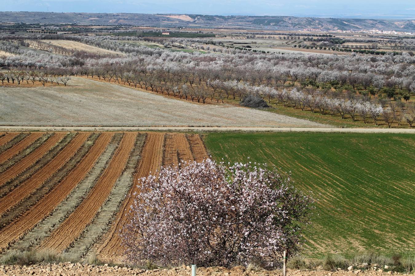 La Rioja florece