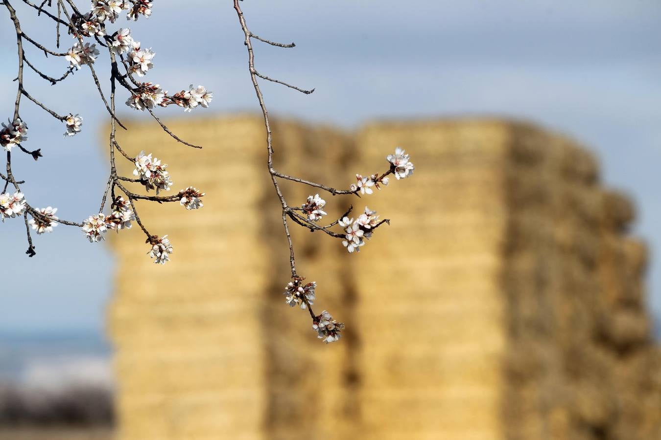 La Rioja florece