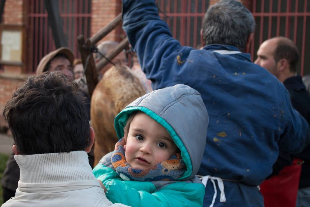 IX Jornadas de la Matanza del Cerdo en Valgañón