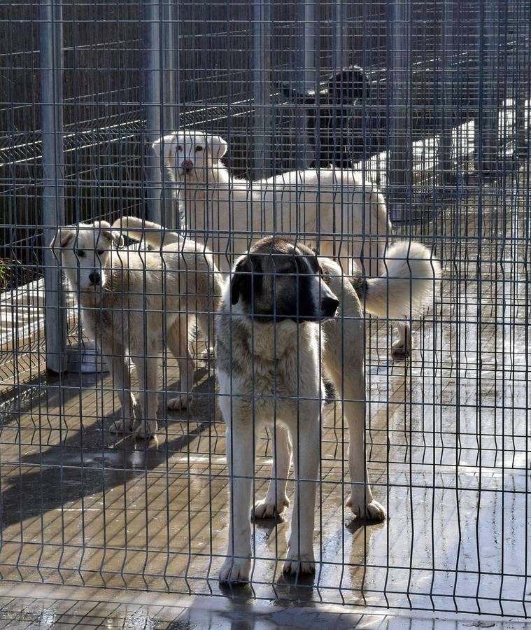 Cincuenta alumnas de Alcaste visitan el Centro de Acogida de Animales Logroño