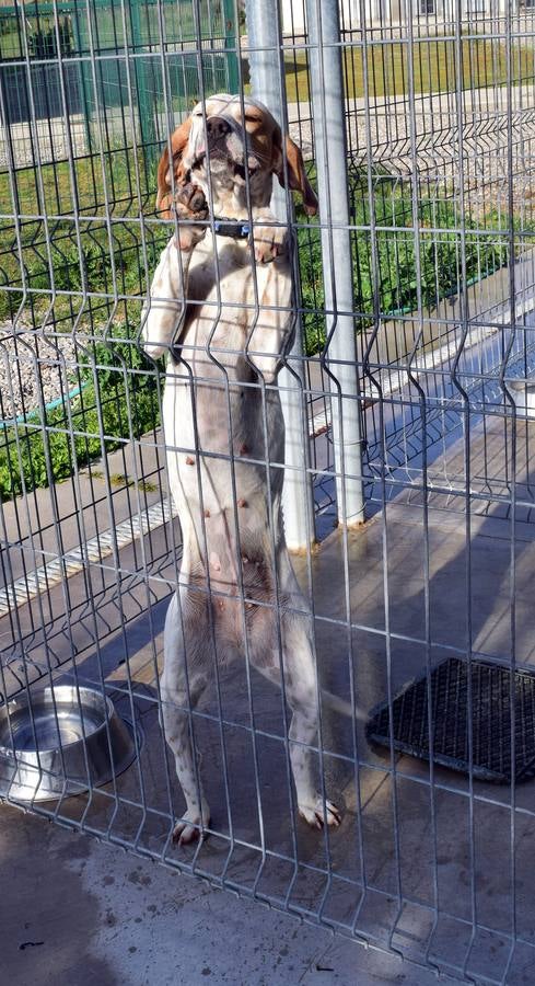 Cincuenta alumnas de Alcaste visitan el Centro de Acogida de Animales Logroño