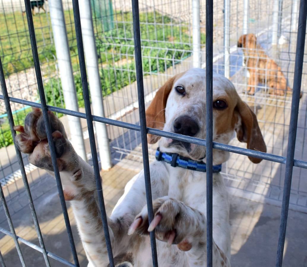 Cincuenta alumnas de Alcaste visitan el Centro de Acogida de Animales Logroño