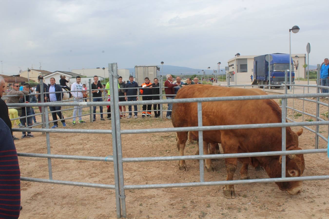 Feria de ganado en Rincón de Soto