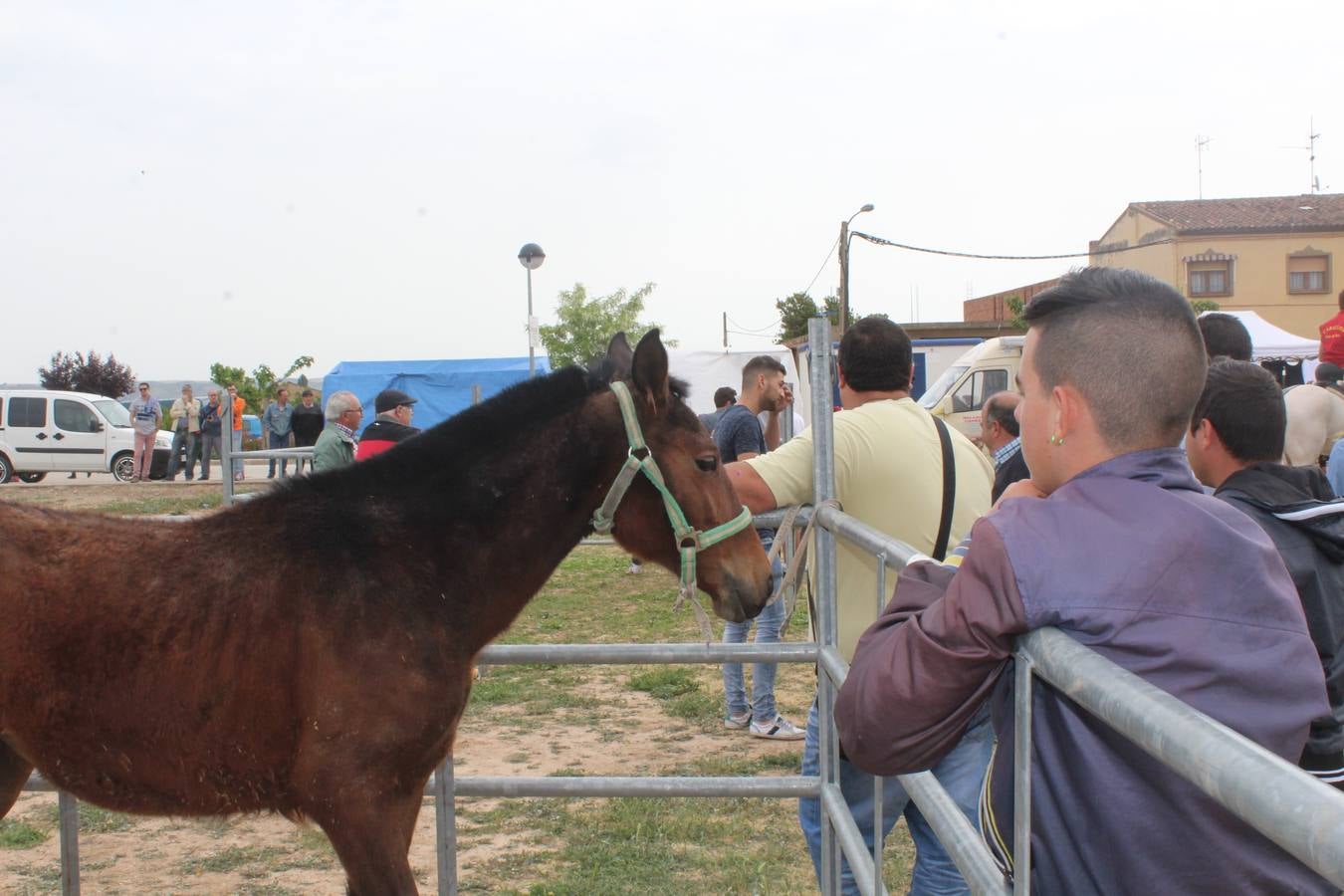 Feria de ganado en Rincón de Soto