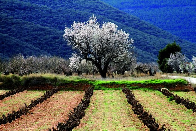 Almendro, viñedo y bosque, paisaje casi salvaje de La Rioja Baja. :: MIGUEL HERREROS