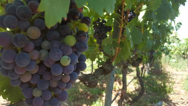 Envero de la uva, esta semana, en una viña de La Rioja Baja ubicada entre Calahorra y Pradejón. :: m.f.