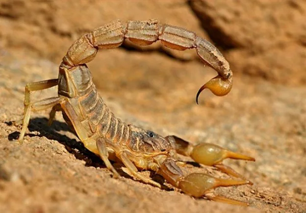 Escorpión común o alacrán amarillo (Buthus occitanus). :: R. C.