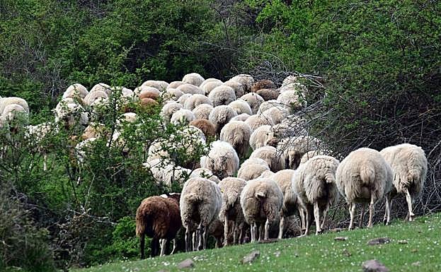 El BOR publica las ayudas para la ganadería por la sequía