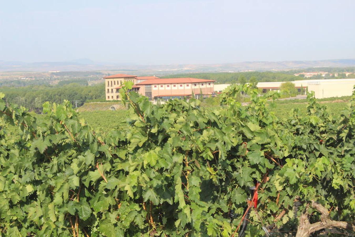 Blanca, tinta... La vendimia ha comenzado. Muy tempranera, eso sí, pero ya se ha puesto en marcha. Varias fincas de las localidades navarras del entorno de Azagra y San Adrián ya se han puesto manos a la obra. En unos casos de manera mecanizada y, en otros, a base de tijera y corquete.