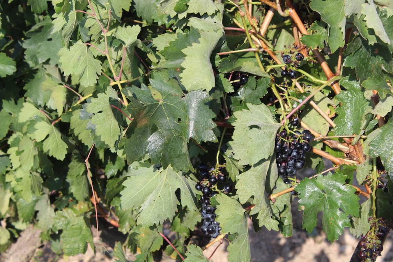 Blanca, tinta... La vendimia ha comenzado. Muy tempranera, eso sí, pero ya se ha puesto en marcha. Varias fincas de las localidades navarras del entorno de Azagra y San Adrián ya se han puesto manos a la obra. En unos casos de manera mecanizada y, en otros, a base de tijera y corquete.
