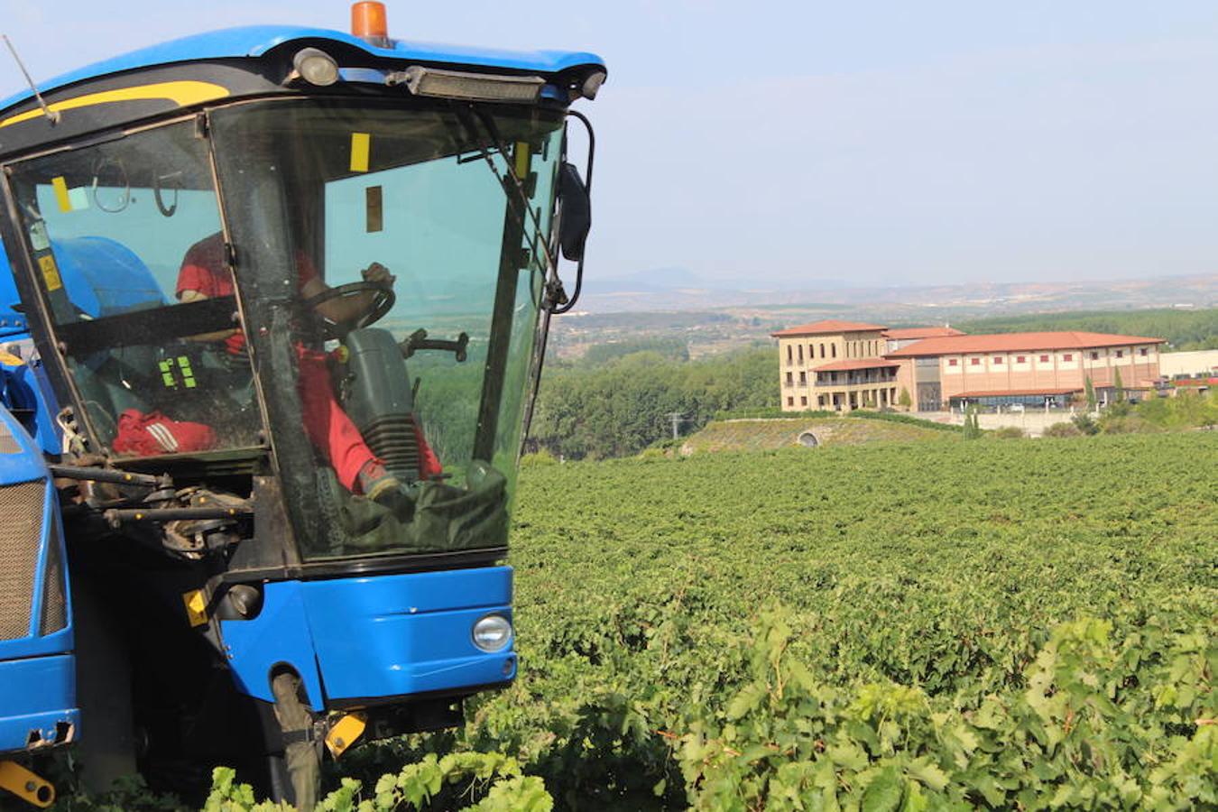 Blanca, tinta... La vendimia ha comenzado. Muy tempranera, eso sí, pero ya se ha puesto en marcha. Varias fincas de las localidades navarras del entorno de Azagra y San Adrián ya se han puesto manos a la obra. En unos casos de manera mecanizada y, en otros, a base de tijera y corquete.