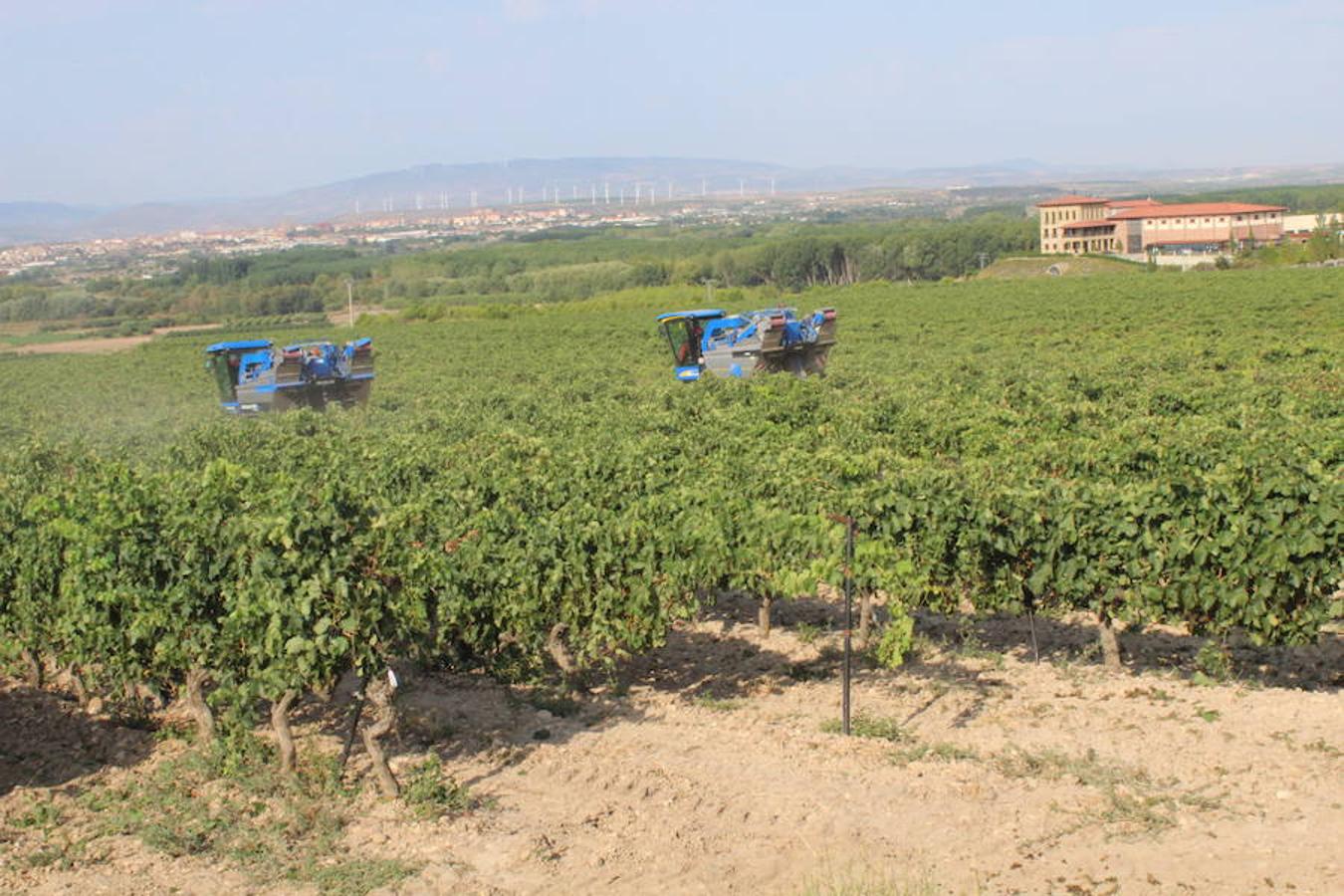 Blanca, tinta... La vendimia ha comenzado. Muy tempranera, eso sí, pero ya se ha puesto en marcha. Varias fincas de las localidades navarras del entorno de Azagra y San Adrián ya se han puesto manos a la obra. En unos casos de manera mecanizada y, en otros, a base de tijera y corquete.