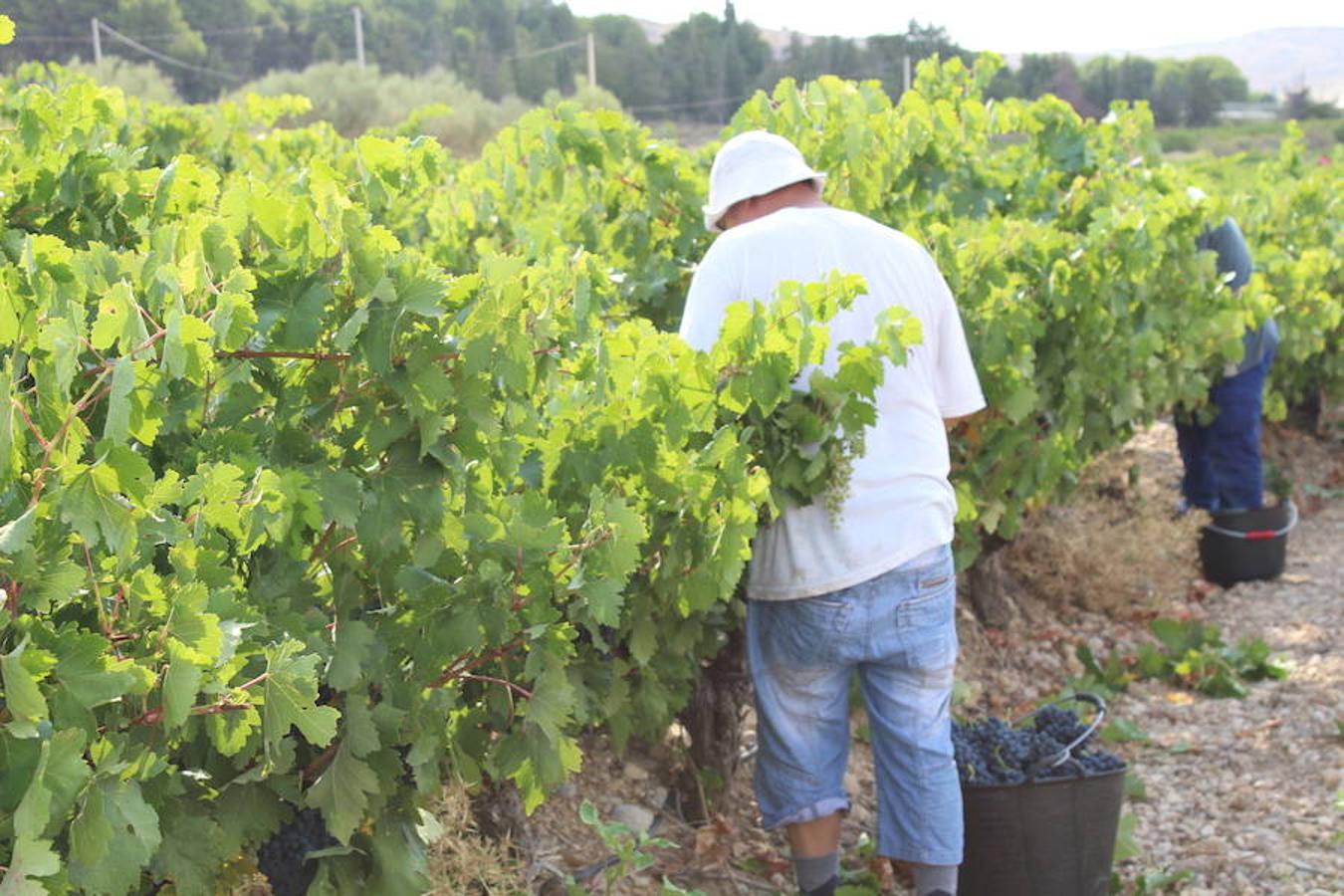 Blanca, tinta... La vendimia ha comenzado. Muy tempranera, eso sí, pero ya se ha puesto en marcha. Varias fincas de las localidades navarras del entorno de Azagra y San Adrián ya se han puesto manos a la obra. En unos casos de manera mecanizada y, en otros, a base de tijera y corquete.