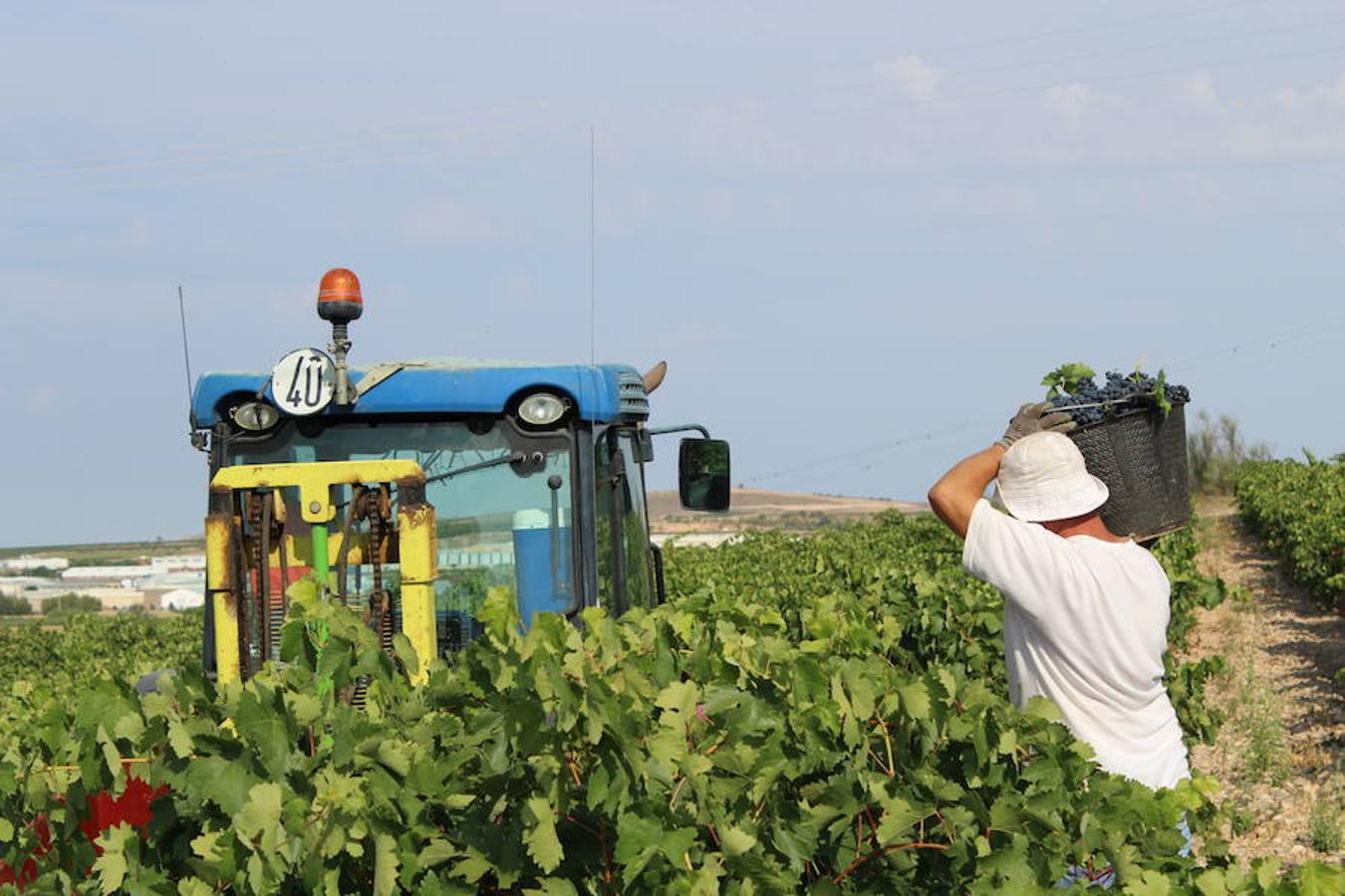 Blanca, tinta... La vendimia ha comenzado. Muy tempranera, eso sí, pero ya se ha puesto en marcha. Varias fincas de las localidades navarras del entorno de Azagra y San Adrián ya se han puesto manos a la obra. En unos casos de manera mecanizada y, en otros, a base de tijera y corquete.