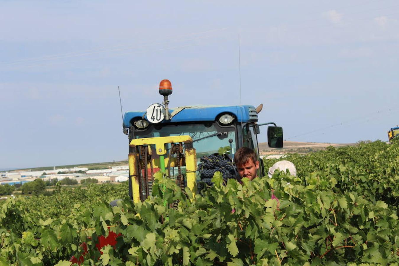 Blanca, tinta... La vendimia ha comenzado. Muy tempranera, eso sí, pero ya se ha puesto en marcha. Varias fincas de las localidades navarras del entorno de Azagra y San Adrián ya se han puesto manos a la obra. En unos casos de manera mecanizada y, en otros, a base de tijera y corquete.