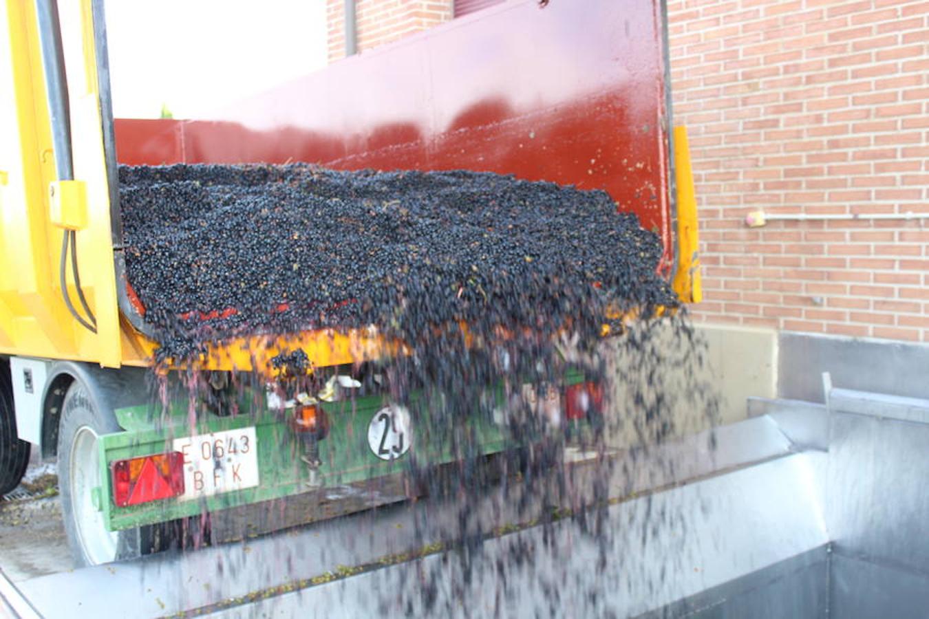 Blanca, tinta... La vendimia ha comenzado. Muy tempranera, eso sí, pero ya se ha puesto en marcha. Varias fincas de las localidades navarras del entorno de Azagra y San Adrián ya se han puesto manos a la obra. En unos casos de manera mecanizada y, en otros, a base de tijera y corquete.