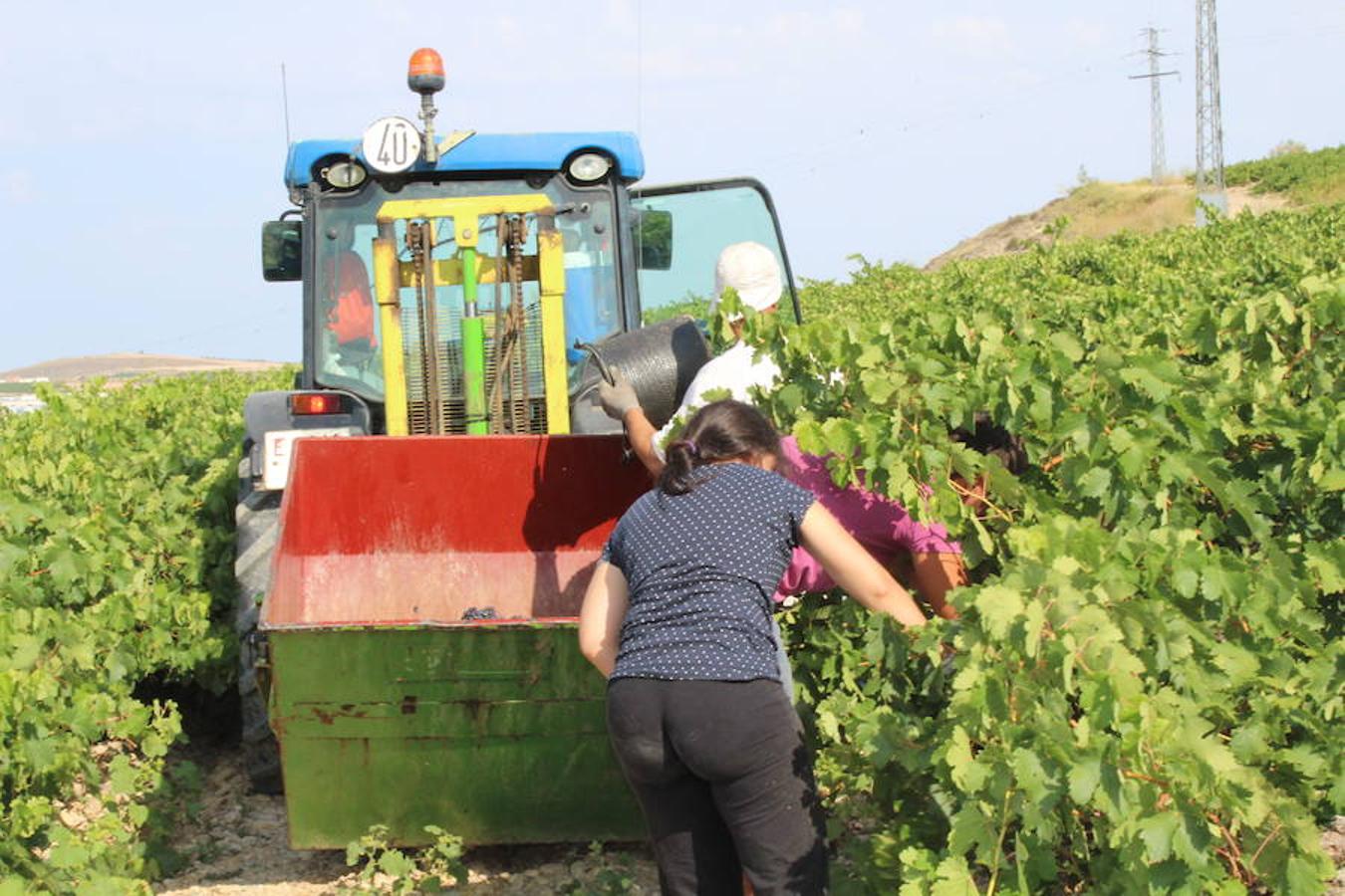 Blanca, tinta... La vendimia ha comenzado. Muy tempranera, eso sí, pero ya se ha puesto en marcha. Varias fincas de las localidades navarras del entorno de Azagra y San Adrián ya se han puesto manos a la obra. En unos casos de manera mecanizada y, en otros, a base de tijera y corquete.