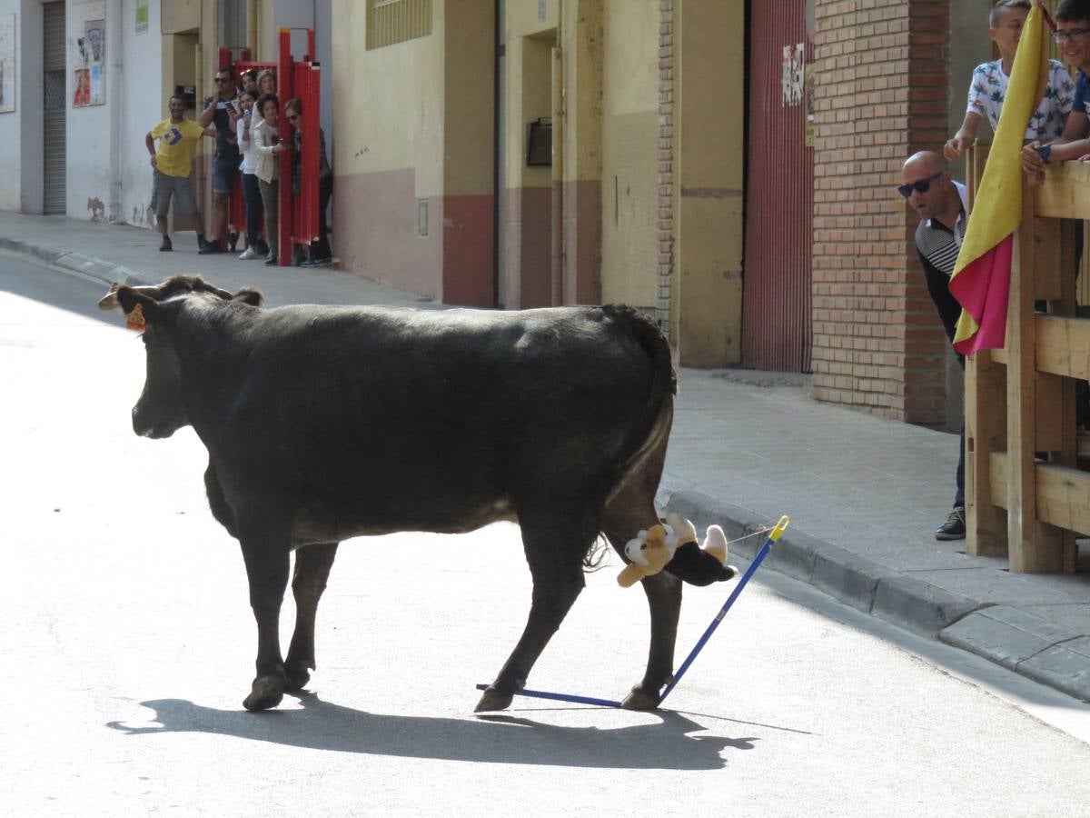 Imágenes de las vaquillas y de la procesión de las fiestas de Alfaro.