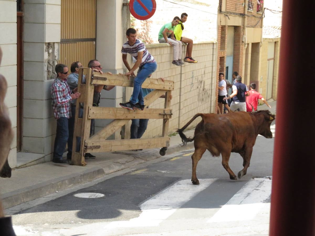 Imágenes de las vaquillas y de la procesión de las fiestas de Alfaro.