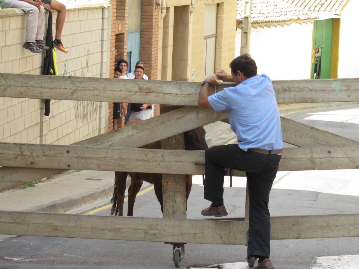 Imágenes de las vaquillas y de la procesión de las fiestas de Alfaro.