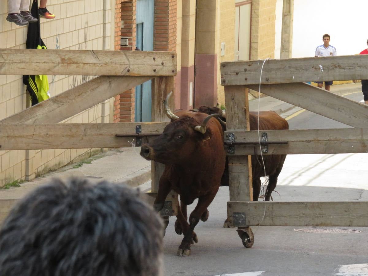 Imágenes de las vaquillas y de la procesión de las fiestas de Alfaro.