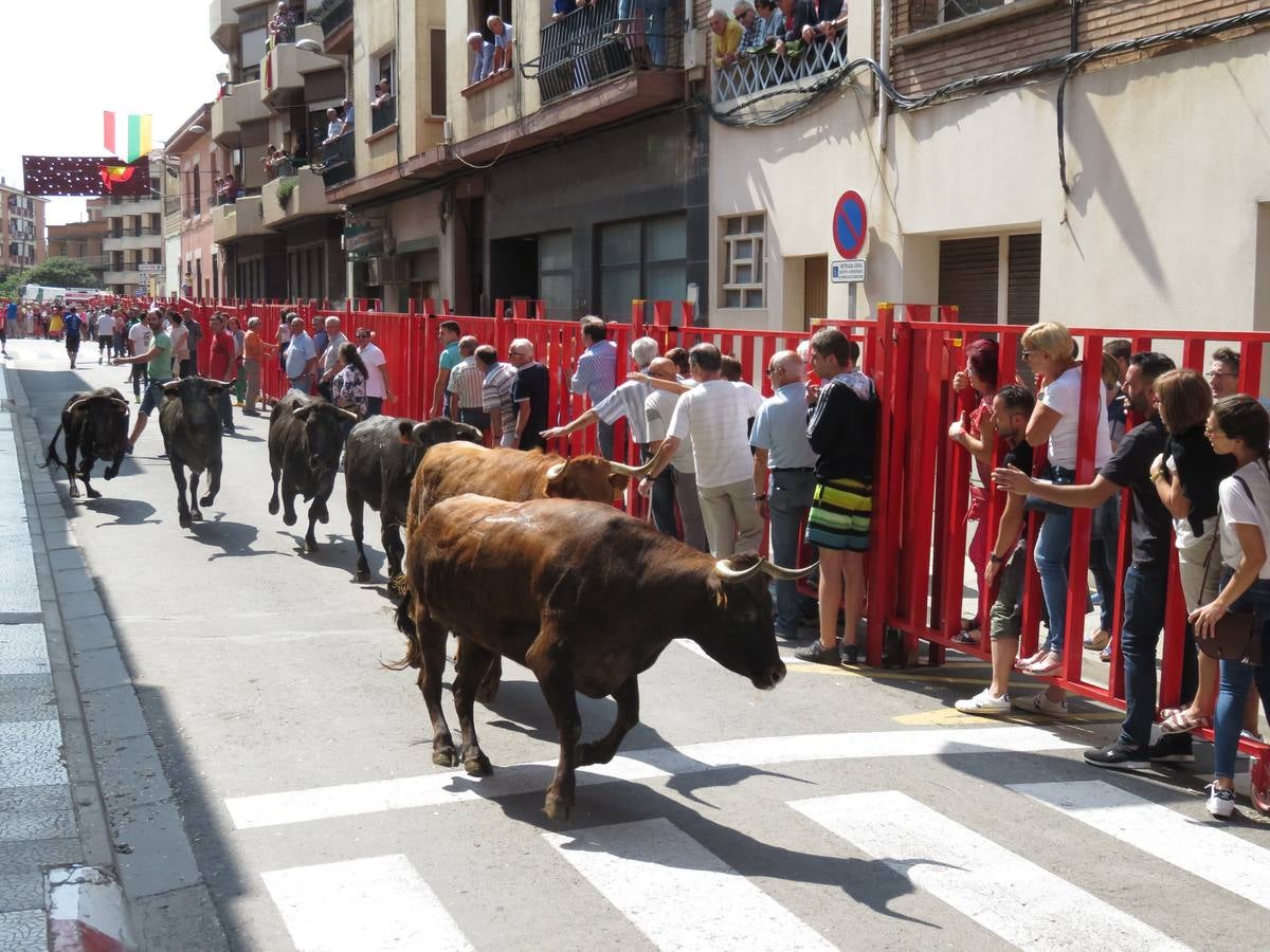 Imágenes de las vaquillas y de la procesión de las fiestas de Alfaro.