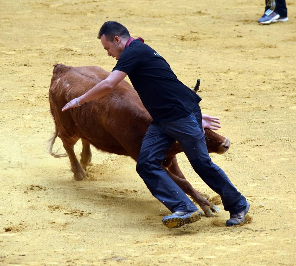 Las vaquillas, uno de los actos más concurridos de las fiestas de San Mateo ya han comenzado con el habitual éxito de público